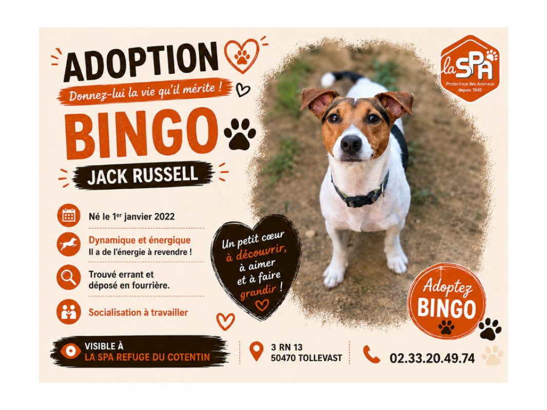 Bingo - Chien à adopter