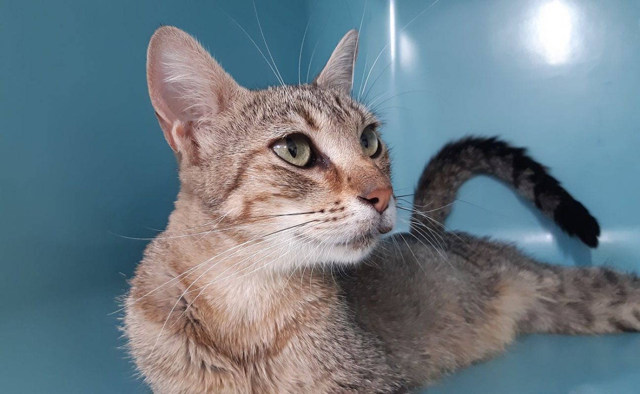 Spiruline - Chat Européen à adopter