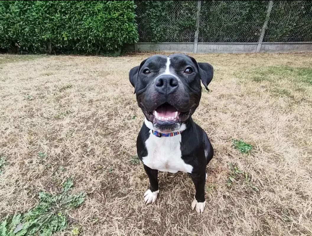 Karlson - Chien Bouledogue Américain à adopter