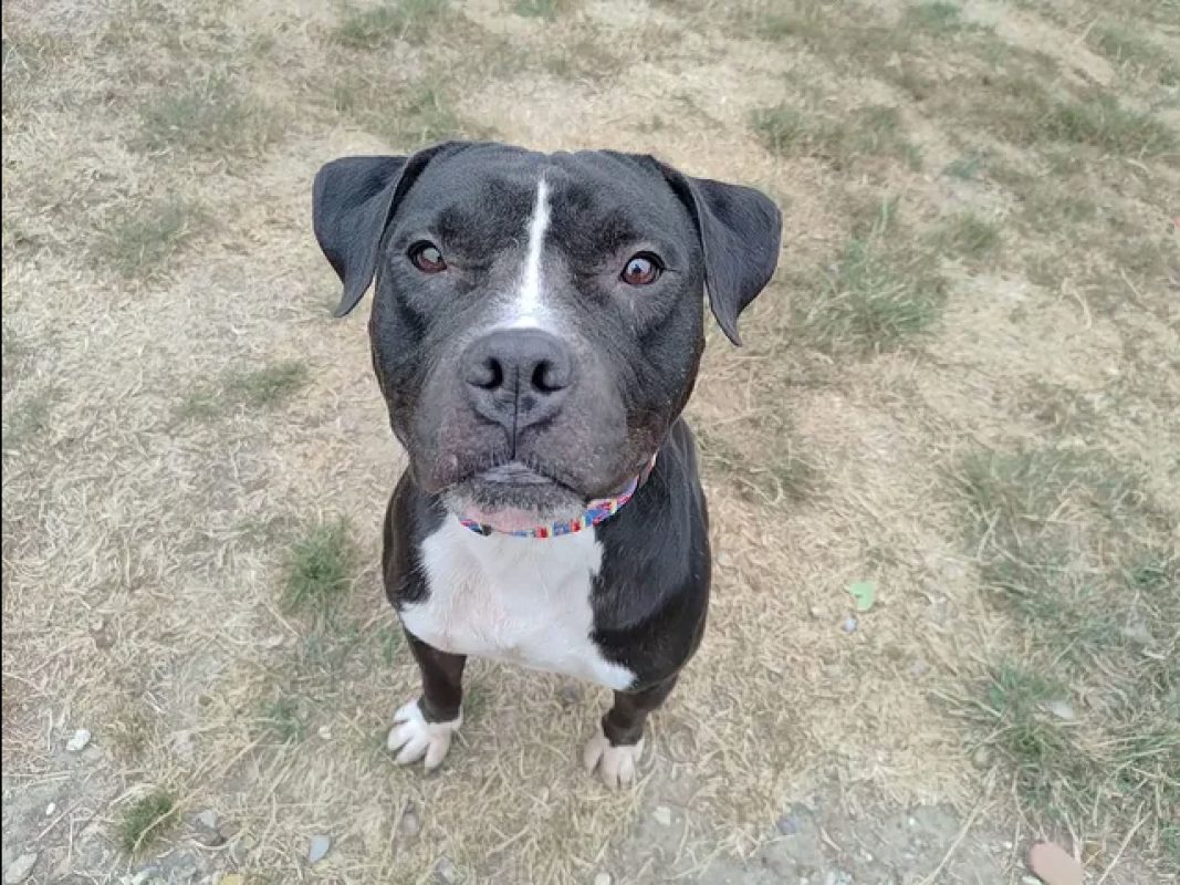 Karlson - Chien Bouledogue Américain à adopter - photo 2