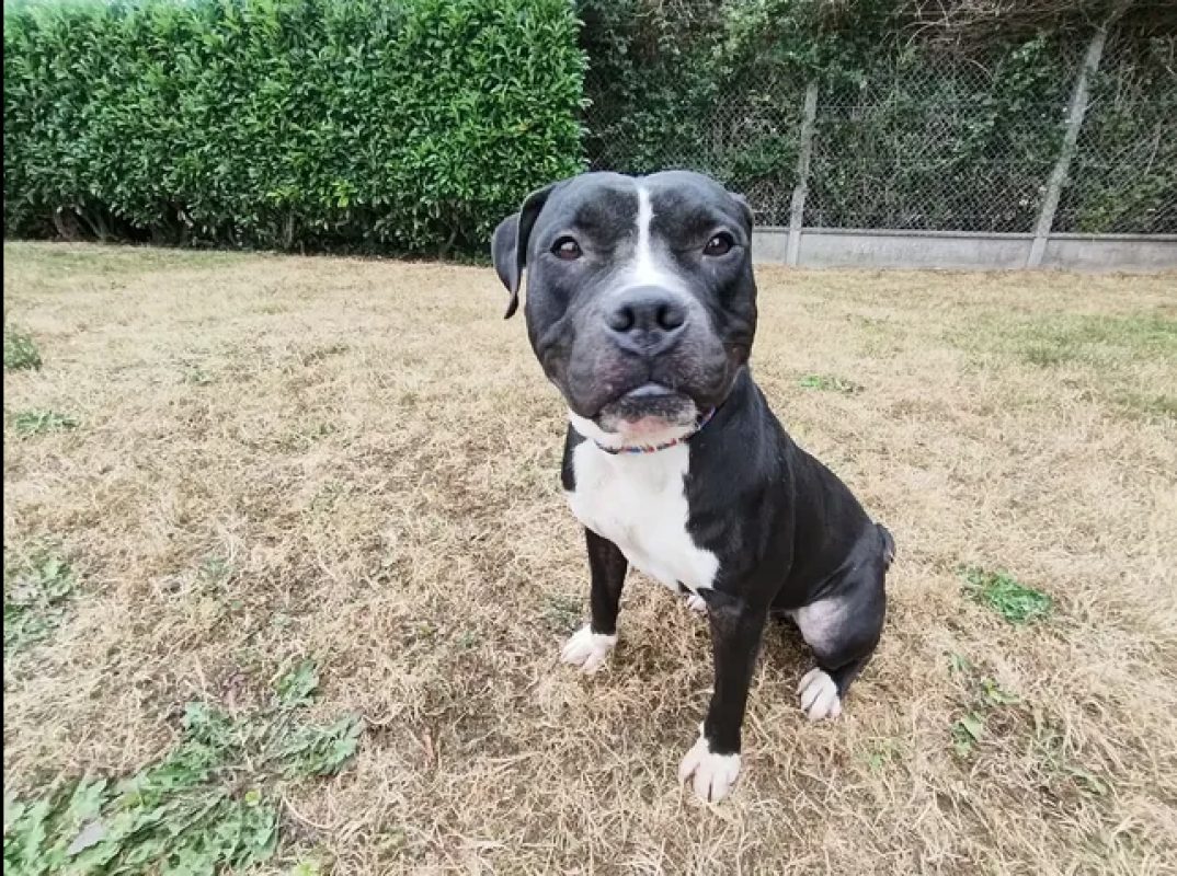 Karlson - Chien Bouledogue Américain à adopter - photo 3