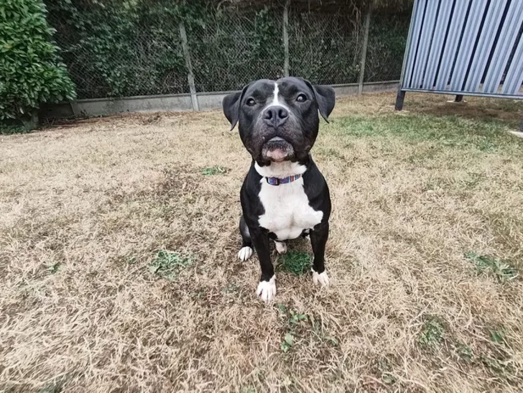 Karlson - Chien Bouledogue Américain à adopter - photo 4