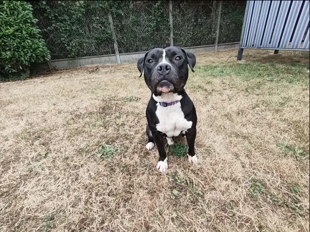 Karlson - Chien Bouledogue Américain à adopter - photo 5