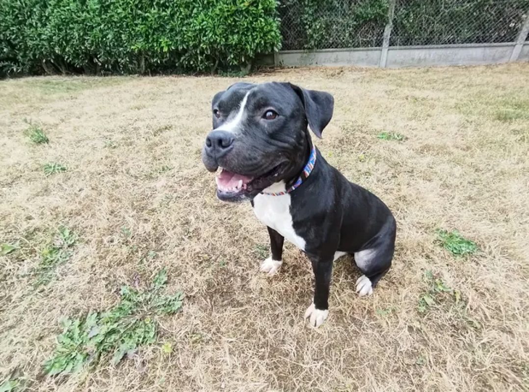 Karlson - Chien Bouledogue Américain à adopter - photo 6