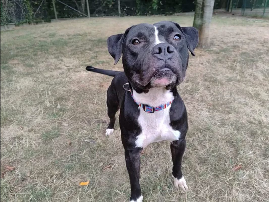 Karlson - Chien Bouledogue Américain à adopter - photo 7