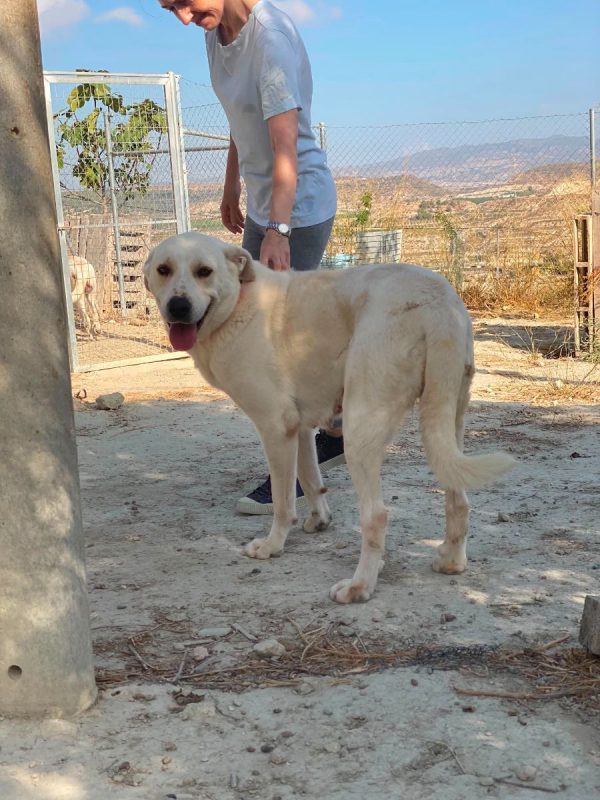 Mayonesa - Chien à adopter - photo 6