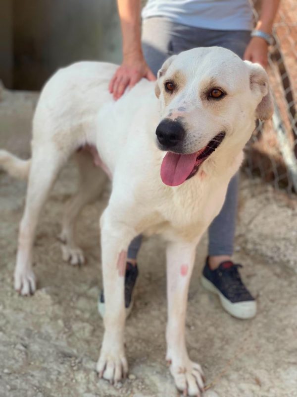 Mayonesa - Chien à adopter - photo 4