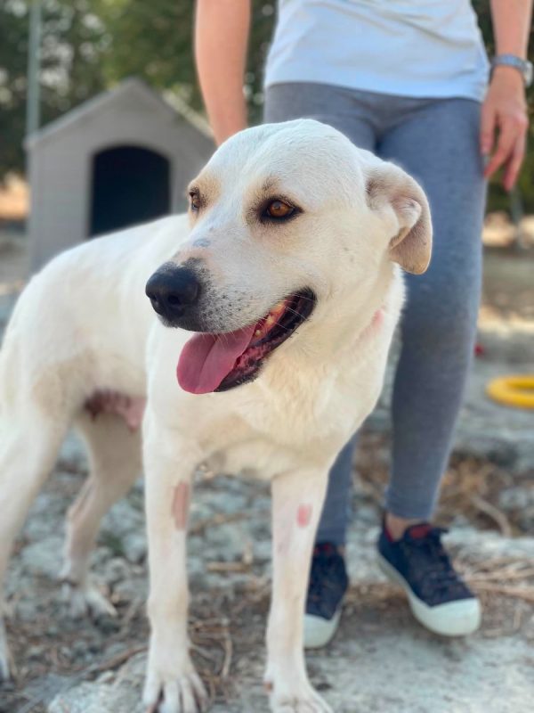 Mayonesa - Chien à adopter - photo 2