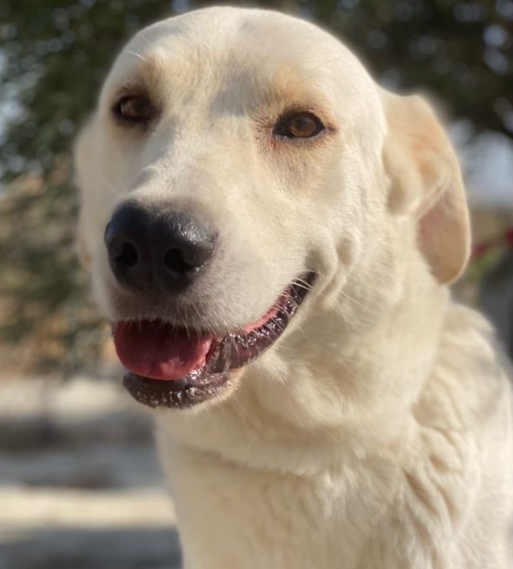 Mayonesa - Chien à adopter