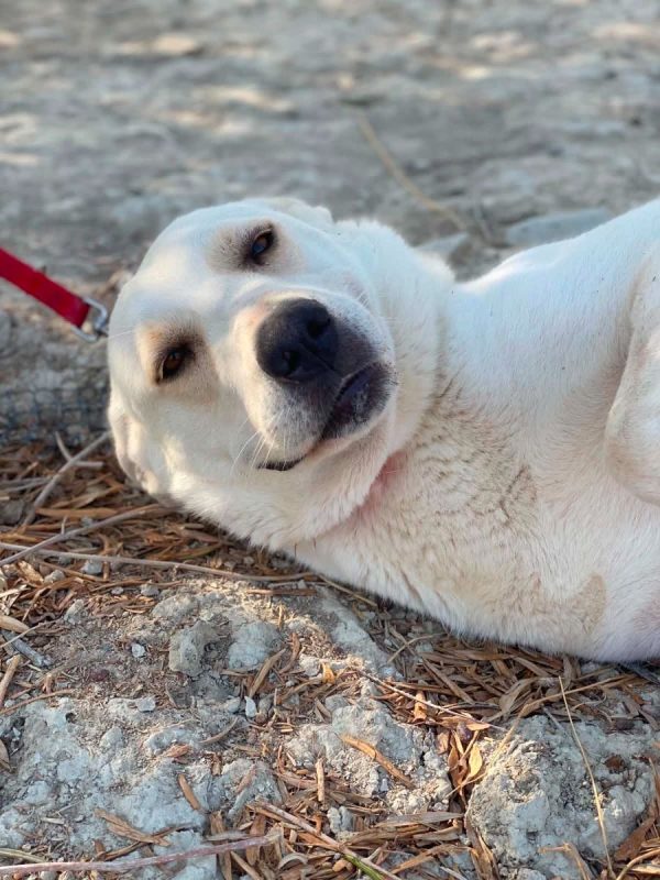 Mayonesa - Chien à adopter - photo 10