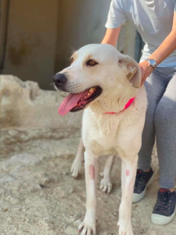 Mayonesa - Chien à adopter - photo 8