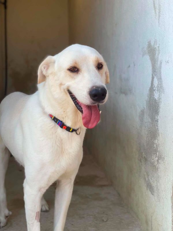 Alioli - Chien à adopter - photo 11