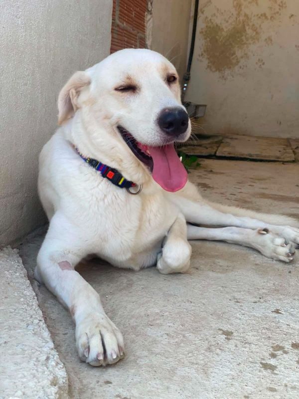 Alioli - Chien à adopter - photo 6
