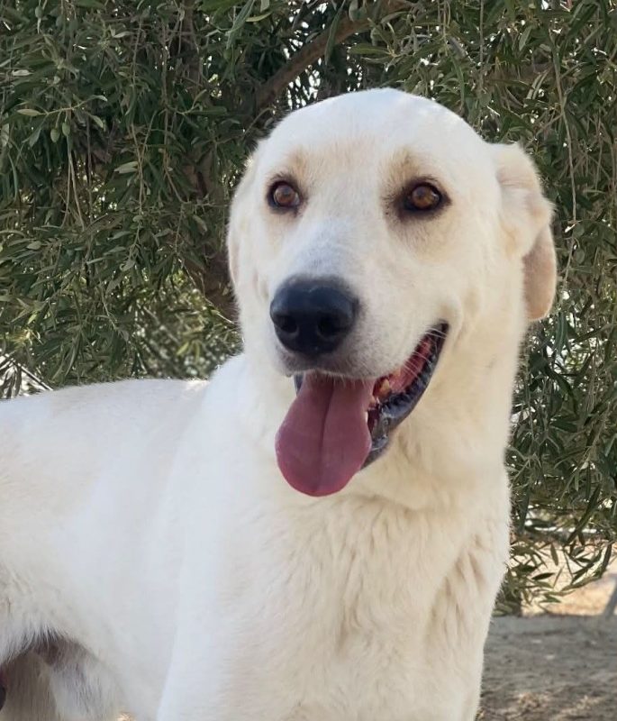Alioli - Chien à adopter