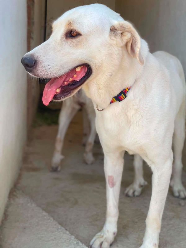 Alioli - Chien à adopter - photo 10