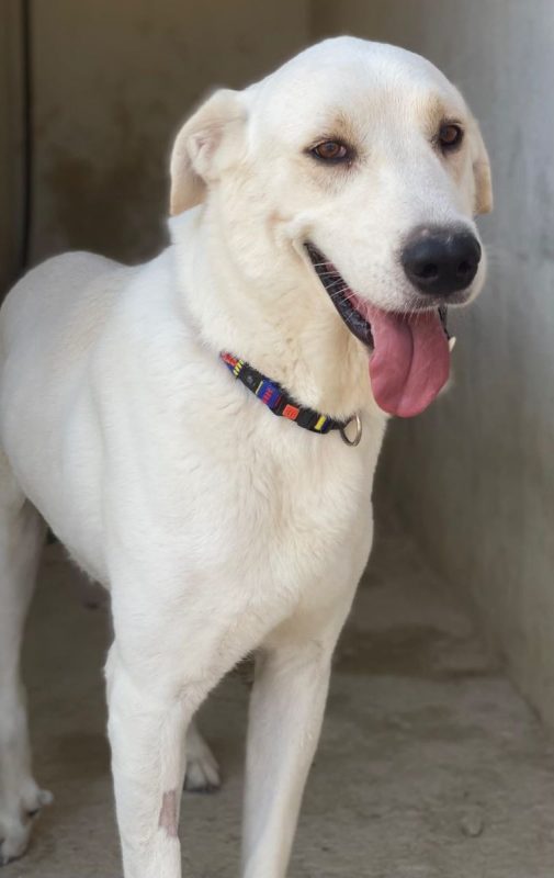 Alioli - Chien à adopter - photo 4