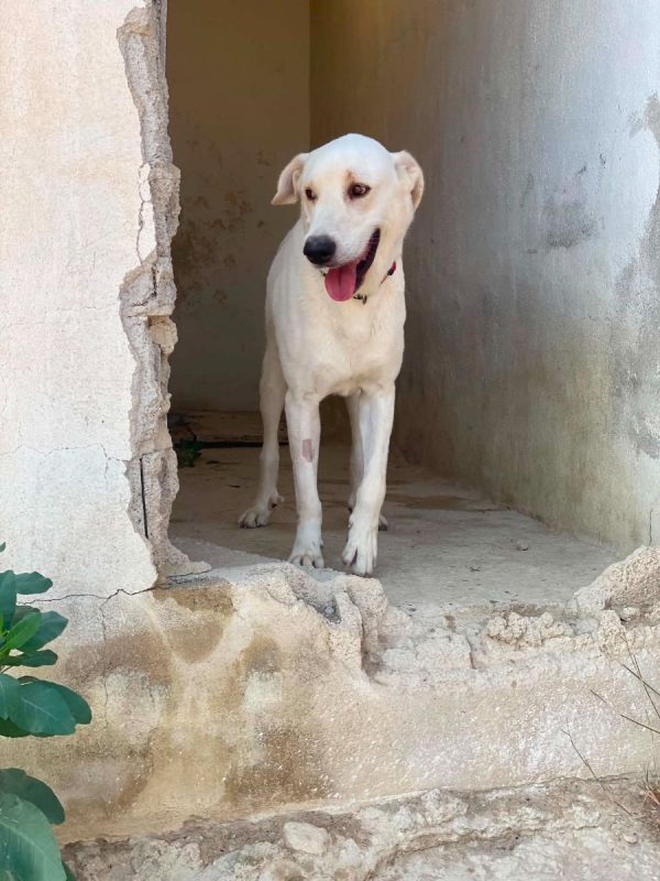 Alioli - Chien à adopter - photo 9