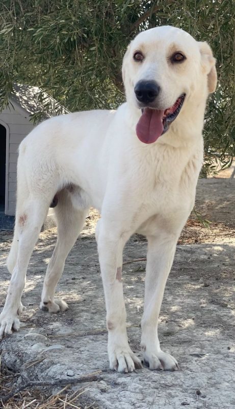 Alioli - Chien à adopter - photo 8