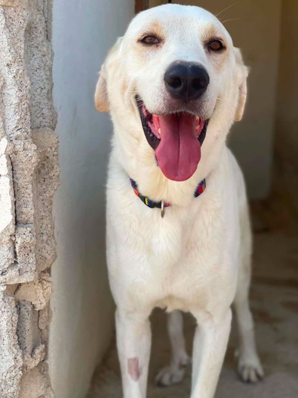 Alioli - Chien à adopter - photo 2