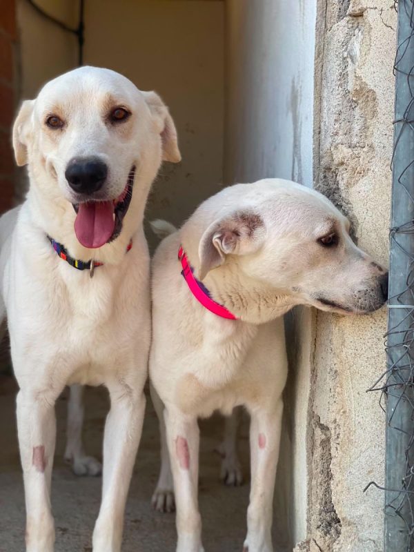 Alioli - Chien à adopter - photo 12