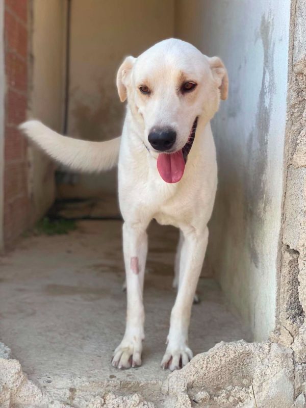 Alioli - Chien à adopter - photo 7
