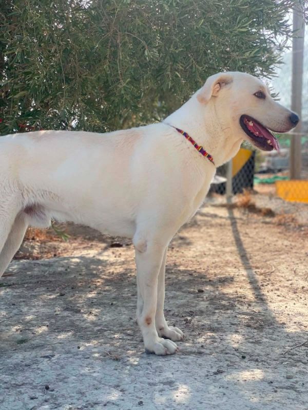 Alioli - Chien à adopter - photo 5