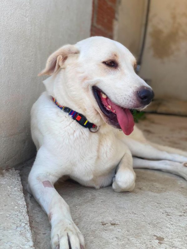 Alioli - Chien à adopter - photo 3