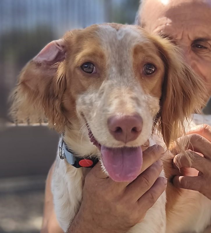 Scooby II - Chien Epagneul Breton à adopter