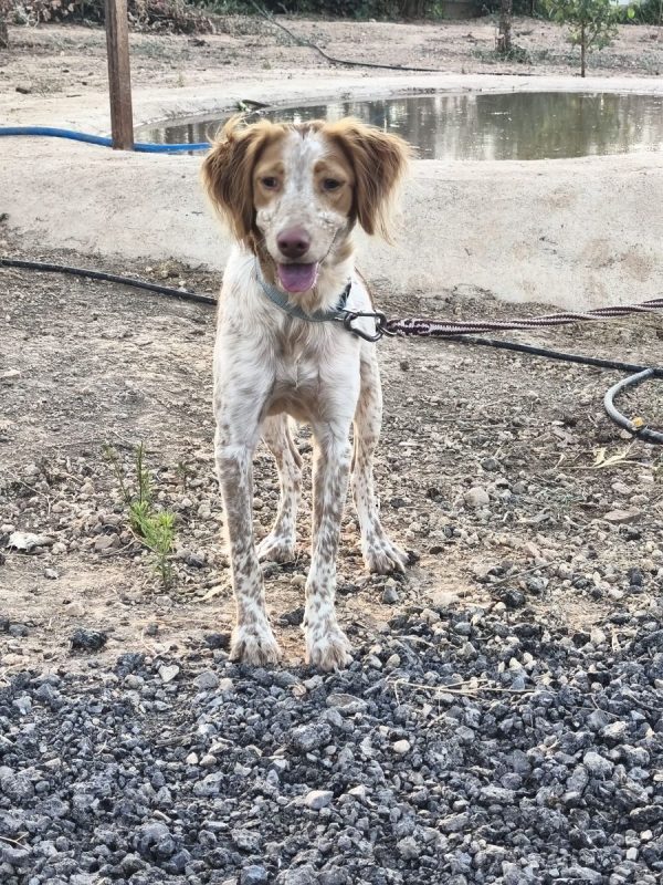 Scooby II - Chien Epagneul Breton à adopter - photo 12