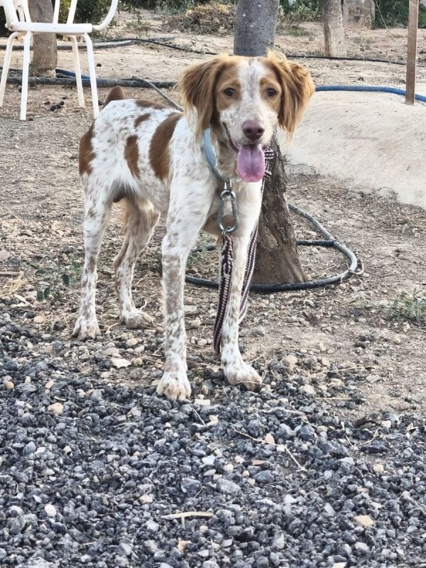 Scooby II - Chien Epagneul Breton à adopter - photo 8