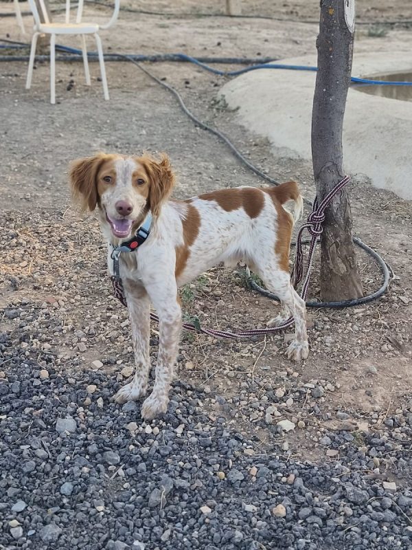Scooby II - Chien Epagneul Breton à adopter - photo 2