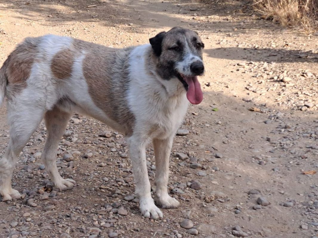 Ladron - Chien à adopter - photo 2