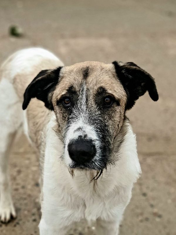 Ladron - Chien à adopter
