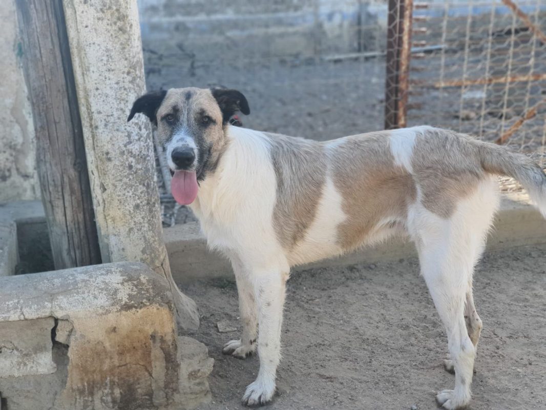 Ladron - Chien à adopter - photo 4