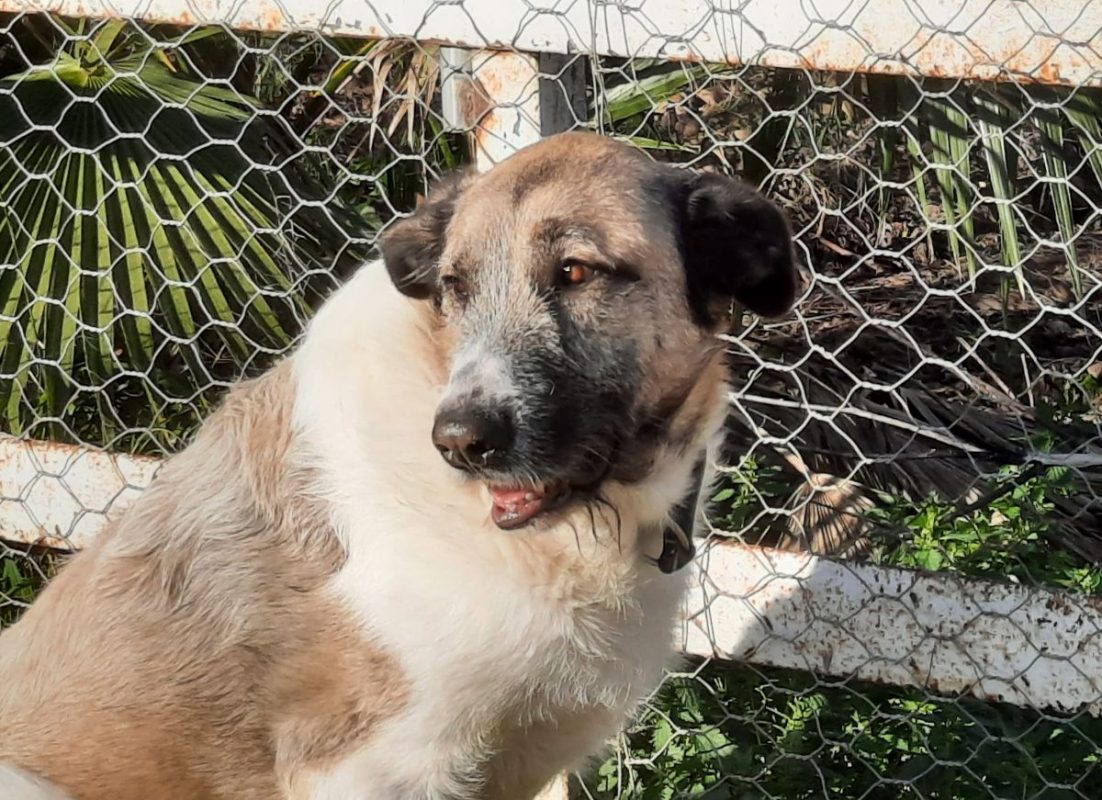 Ladron - Chien à adopter - photo 6