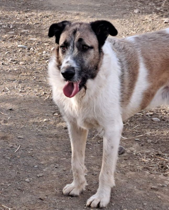 Ladron - Chien à adopter - photo 5