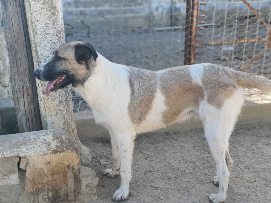 Ladron - Chien à adopter - photo 10