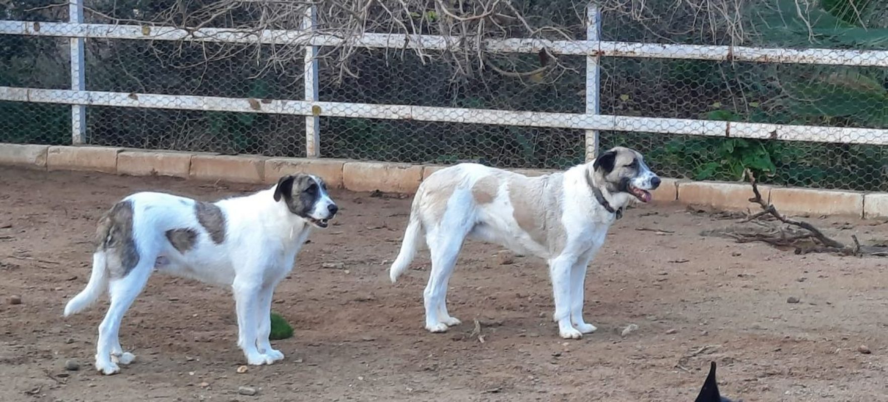 Ladron - Chien à adopter - photo 9