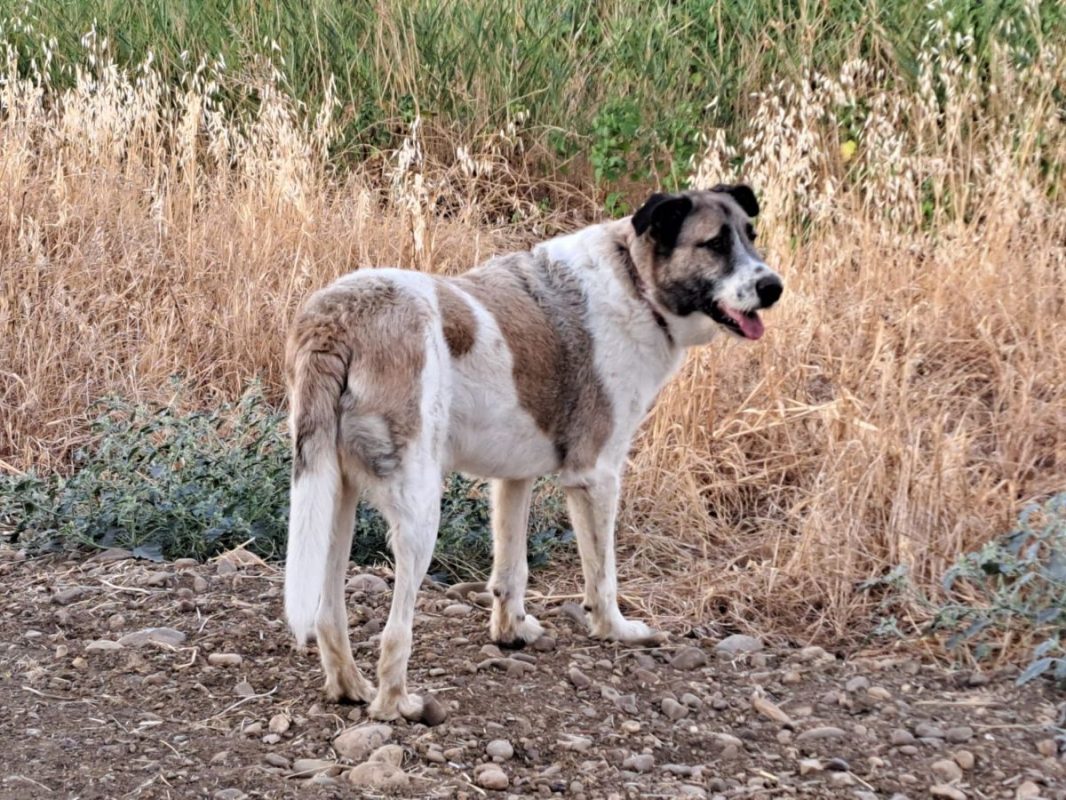 Ladron - Chien à adopter - photo 7