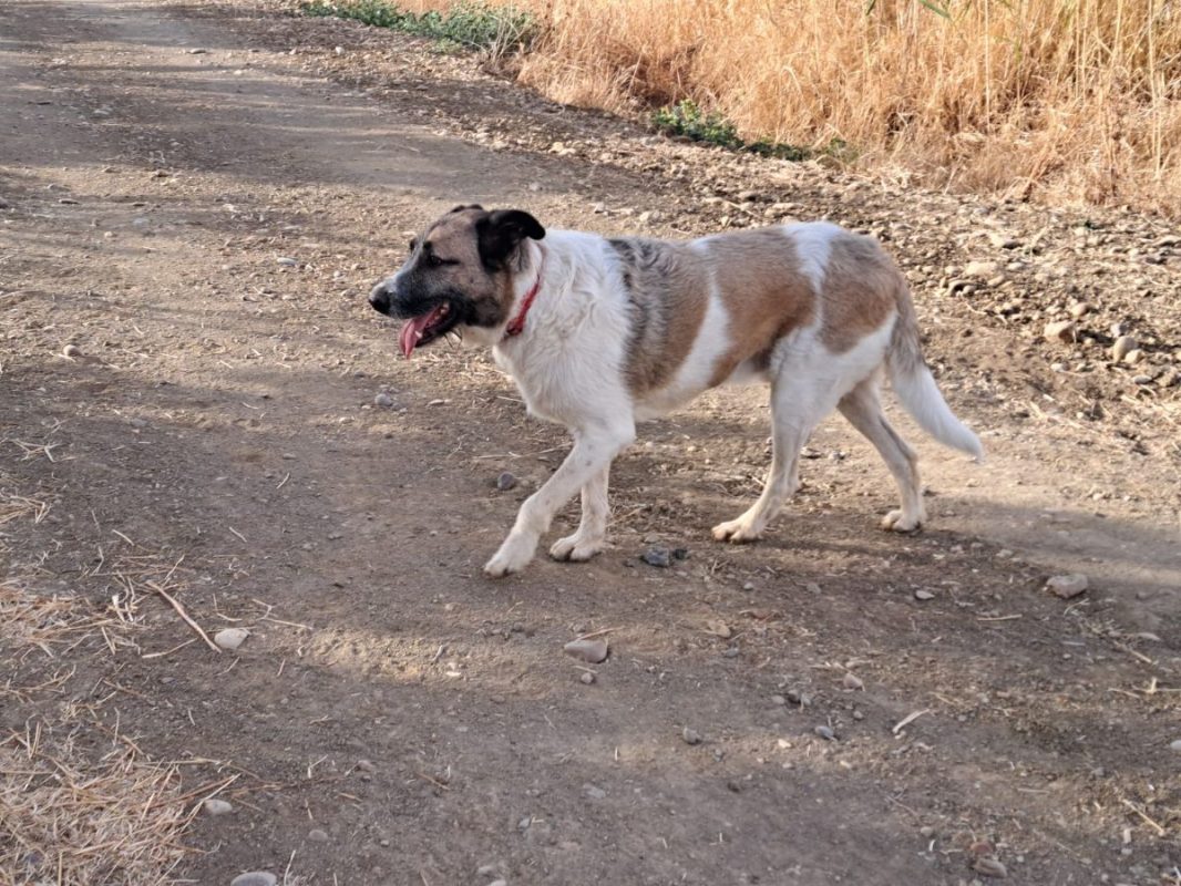 Ladron - Chien à adopter - photo 8