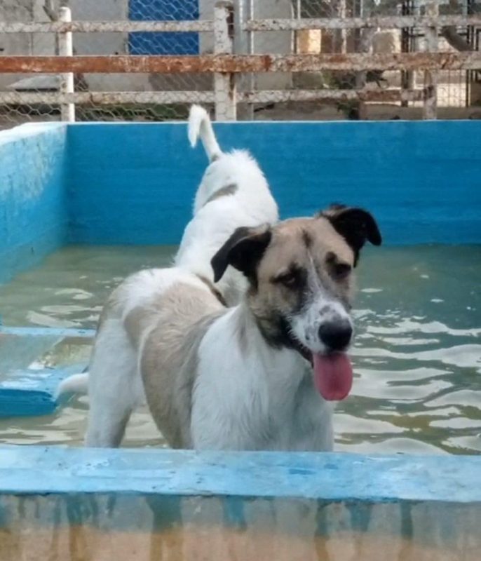 Ladron - Chien à adopter - photo 3