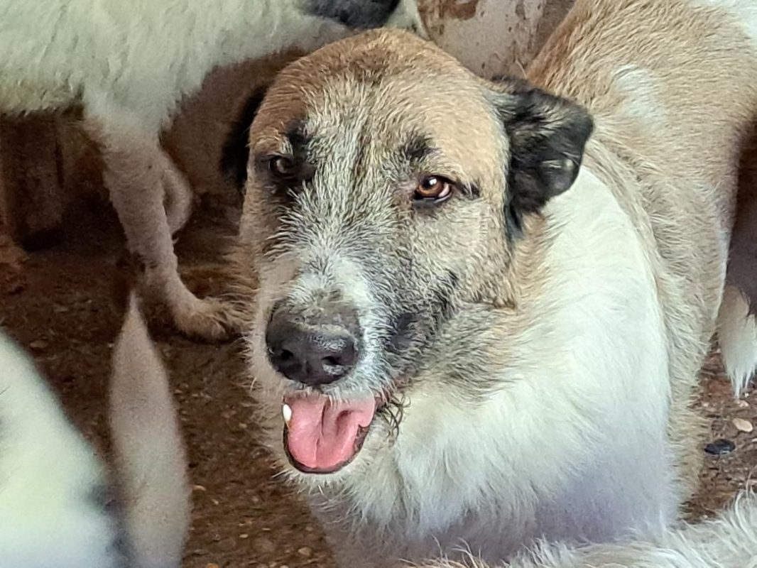 Ladron - Chien à adopter - photo 11