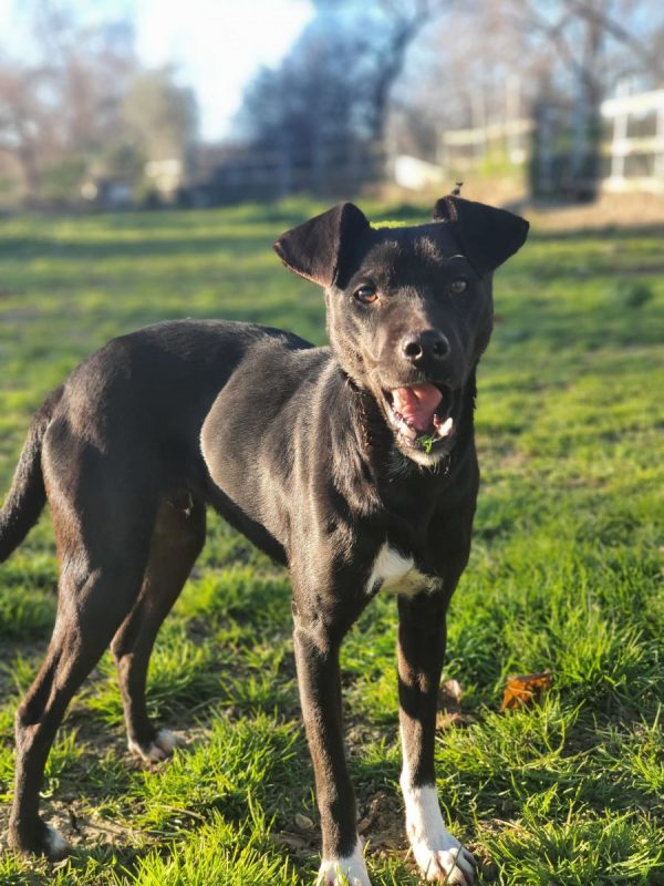 Helio - Chien à adopter - photo 3