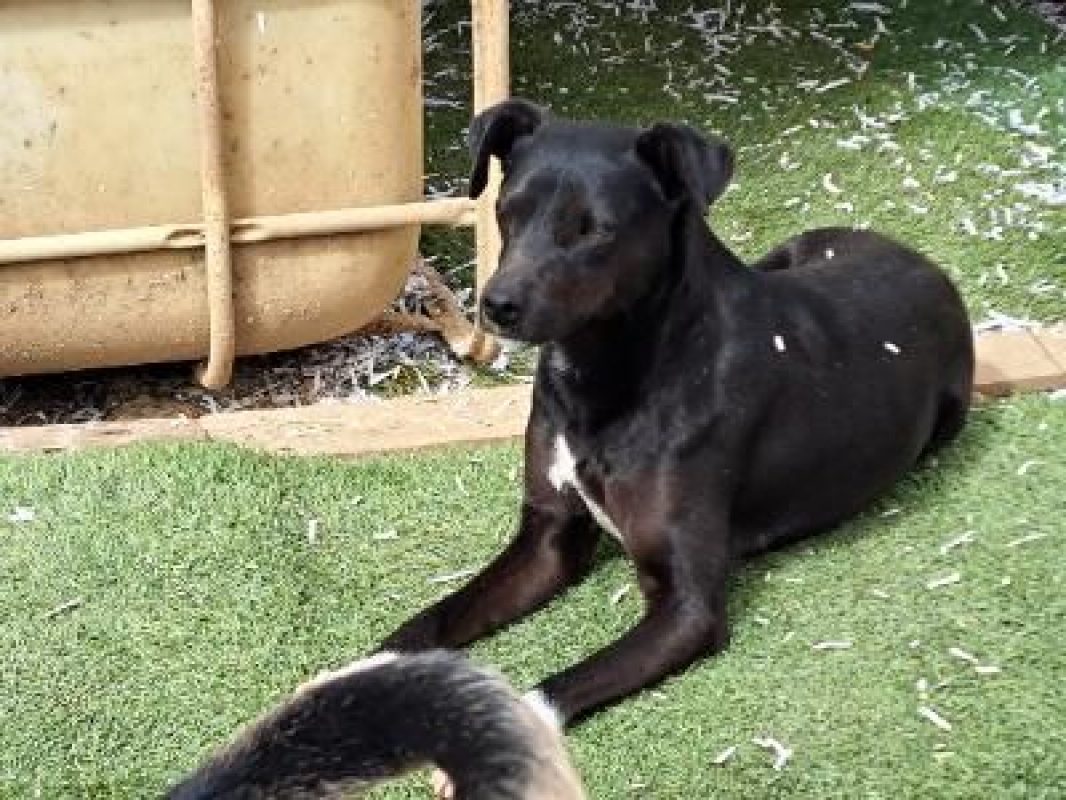 Helio - Chien à adopter - photo 5