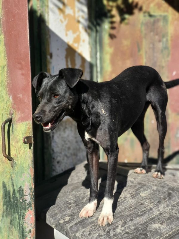 Helio - Chien à adopter - photo 11