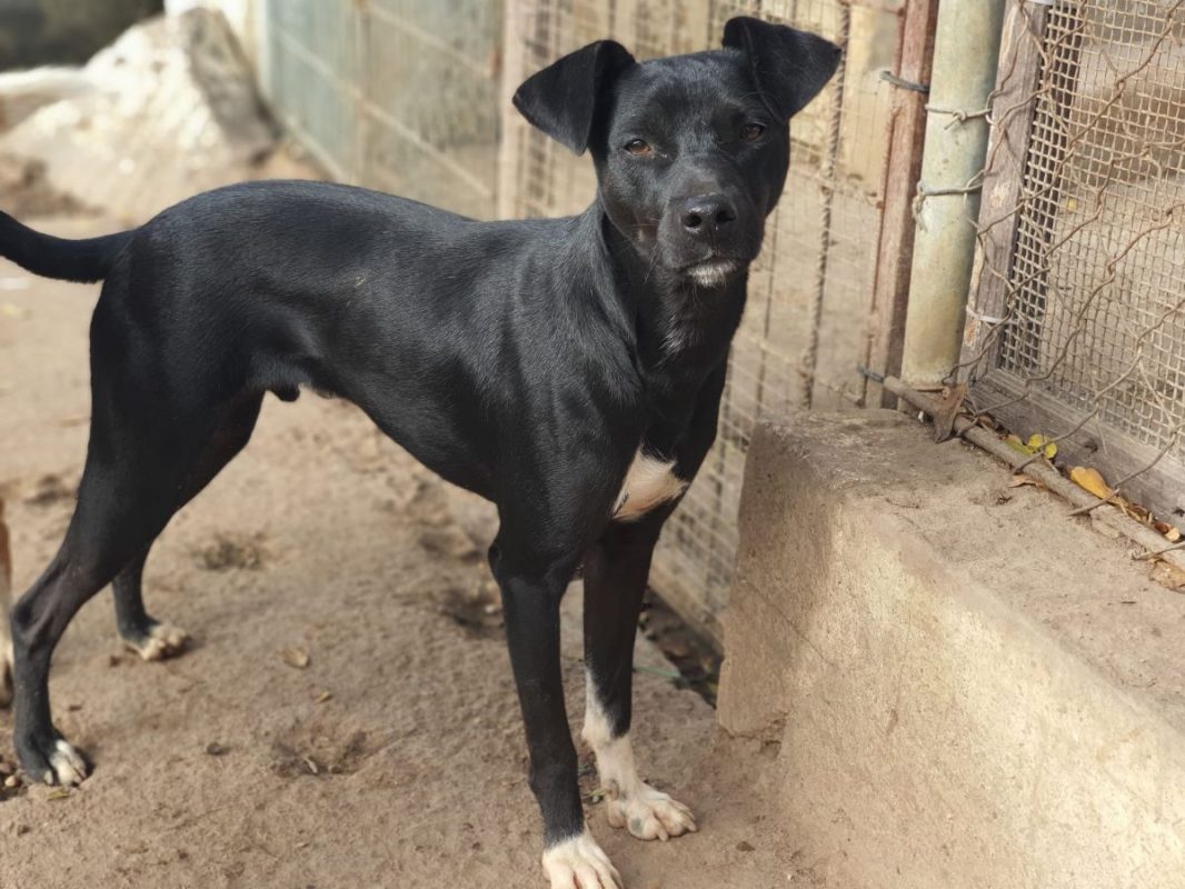 Helio - Chien à adopter - photo 12