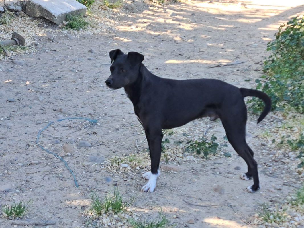 Helio - Chien à adopter - photo 8