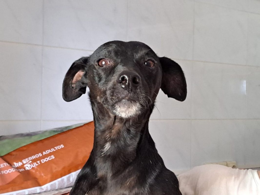 Helio - Chien à adopter - photo 9