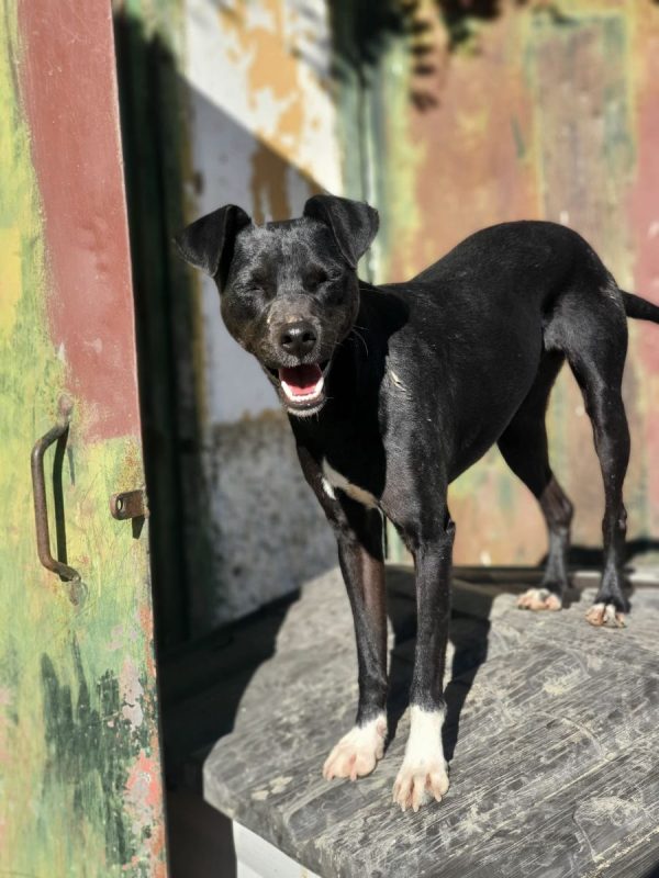 Helio - Chien à adopter - photo 10