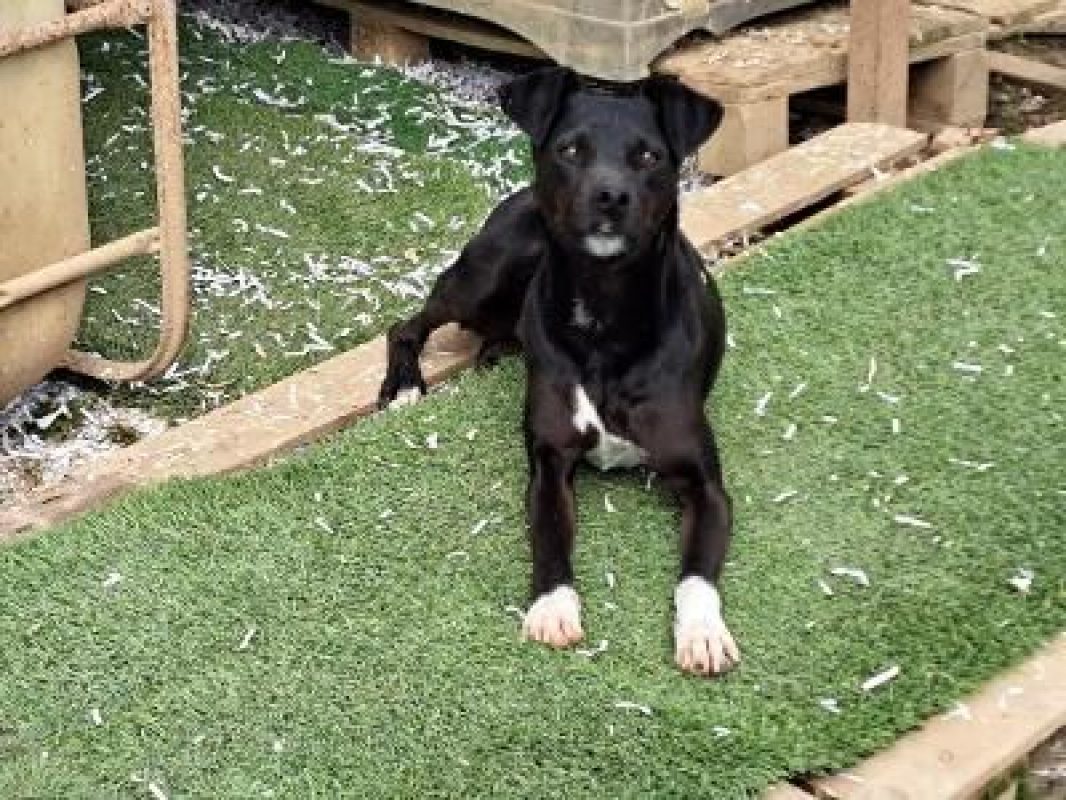Helio - Chien à adopter - photo 7